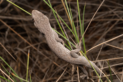 Strophurus williamsi