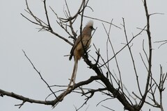 Colius striatus minor