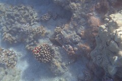 Paracirrhites forsteri