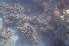 Paracirrhites forsteri