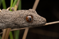 Strophurus williamsi