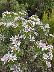 Olearia ramulosa