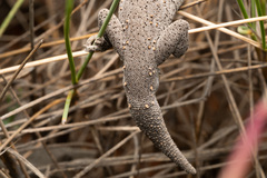 Strophurus williamsi