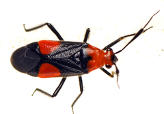 Trilaccus nigroruber