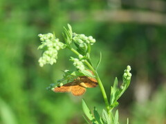 Idaea serpentata