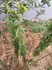 Solidago lepida salebrosa