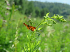 Idaea serpentata