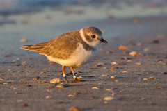 Piping Plover photo 2