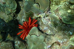 Heterocentrotus mamillatus