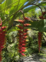 Heliconia rostrata