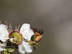 Parasphecodes
