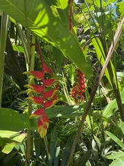 Heliconia rostrata