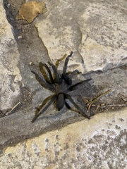 Chaetopelma olivaceum