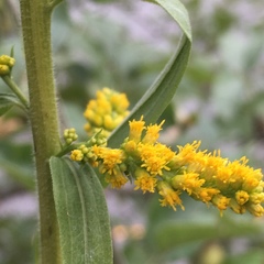 Solidago lepida salebrosa