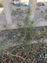 Salsola