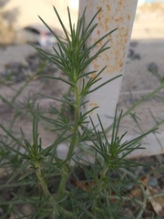 Salsola