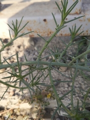 Salsola