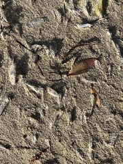 Chelophyes appendiculata