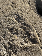 Chelophyes appendiculata