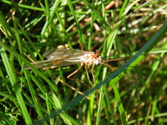 Ophion obscuratus
