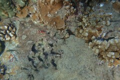 Stethojulis balteata