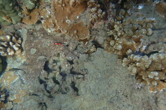 Stethojulis balteata