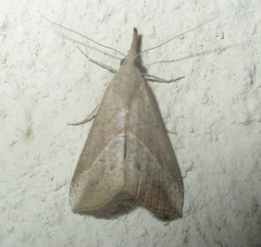 Pyralidae