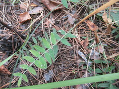 Oxytropis strobilacea