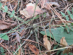 Oxytropis strobilacea