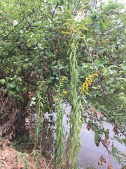 Solidago lepida salebrosa