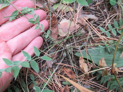 Oxytropis strobilacea