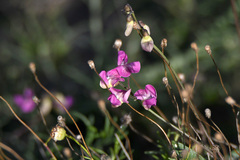 Dolichos hastiformis