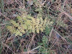Artemisia tanacetifolia