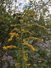 Solidago lepida salebrosa