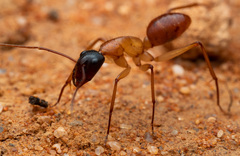 Camponotus nigriceps