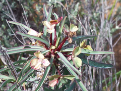 Euphorbia loricata