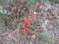 Potentilla fragarioides