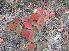Potentilla fragarioides