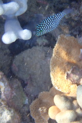 Canthigaster jactator