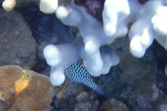 Canthigaster jactator