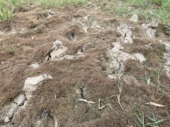 Glossostigma diandrum