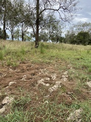 Glossostigma diandrum