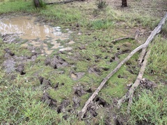 Glossostigma diandrum
