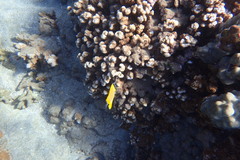 Forcipiger flavissimus