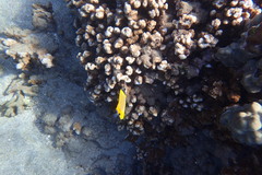 Forcipiger flavissimus