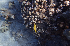 Forcipiger flavissimus