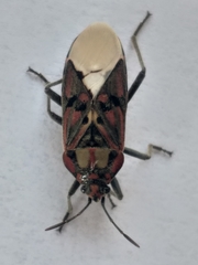 Spilostethus pandurus elegans