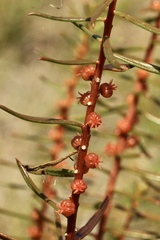 Gyrostemon australasicus