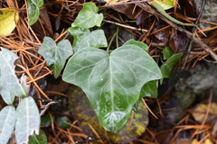 Hedera nepalensis