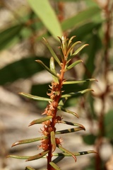 Gyrostemon australasicus